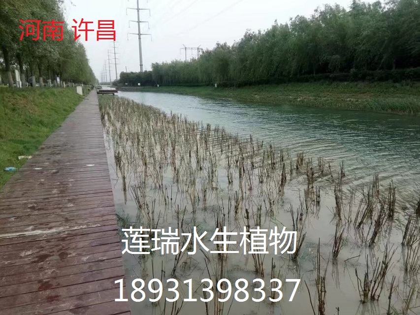 许昌市芦苇种植工程