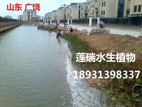 山东广饶县  世纪家园水生植物工程